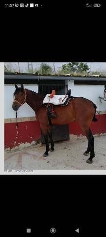 Se vendo caballo noble montado y enganchado.