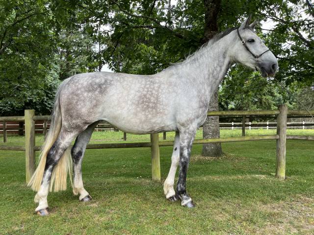 Yegua Caballo de Deporte Irlandés En venta 2017 Tordo