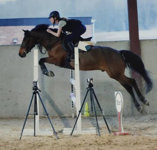 Caballo castrado Poni de Silla Belga En venta 2015 Bayo