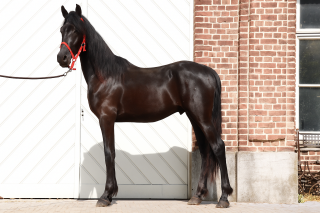 Caballo entero Arabo Frisón En venta 2023 Negro por Shayan.