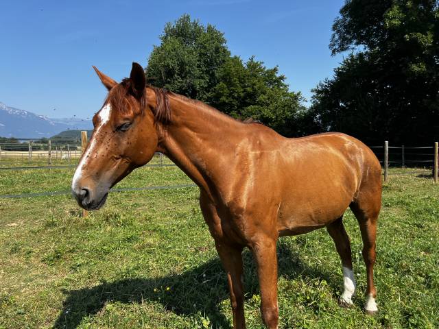 Caballo castrado Silla Francés En venta 2014 Alazán