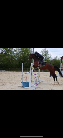 Yegua BWP Caballo de Sangre Belga En venta 2012 Bayo