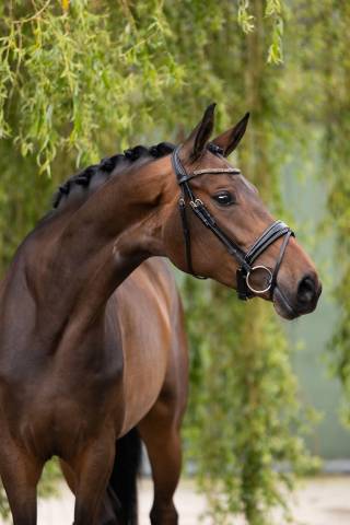 Yegua sBs Caballo de Deporte Belga En venta 2020 Bocifuego