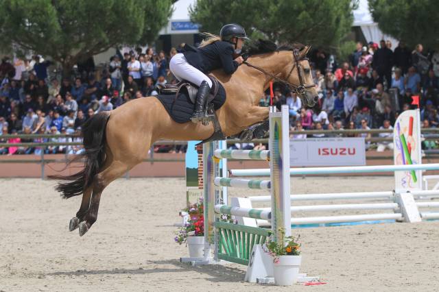 Caballo castrado PFS Poni Françés de Silla En venta 2012 Isabelo