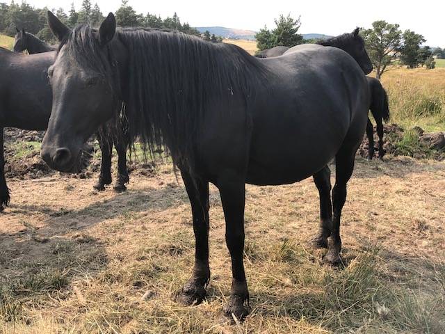 Yegua Mérens En venta 2019 Negro