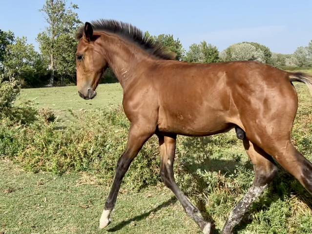 Potro Lusitano En venta 2025 Bayo por Berlioz