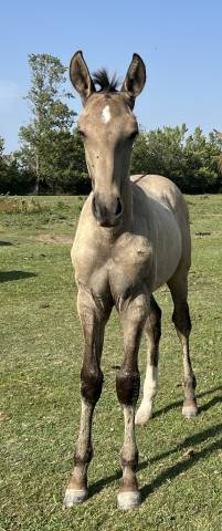 Potro Lusitano En venta 2025 Isabelo por Neron