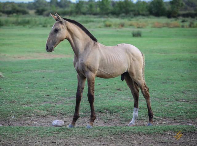 Potro Lusitano En venta 2025 Isabelo por Neron