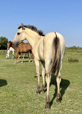 Potro Lusitano En venta 2025 Dun por Berlioz