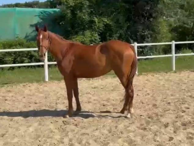 Potranca Cheval de Selle Italien En venta 2022 Alazán