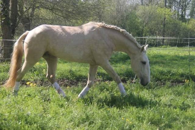 Semental Lusitano En venta 2023 Palomino por bosco fayette