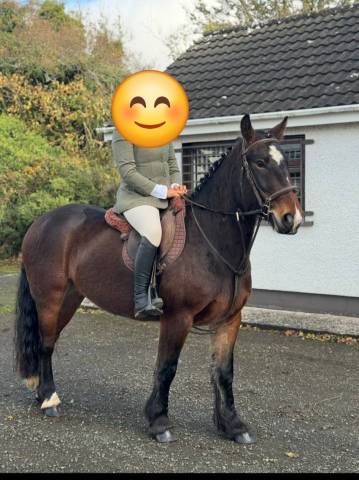 Caballo castrado Origen No Constatado En venta 2020 Bayo moreno