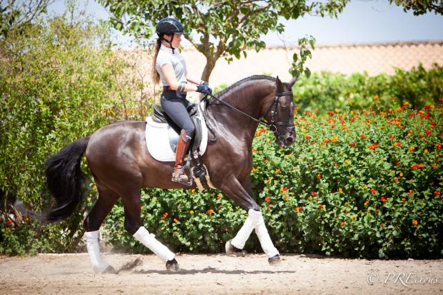 Caballo castrado PRE Pura Raza Española En venta 2019 Negro por MONITOR DE LA ESPADA