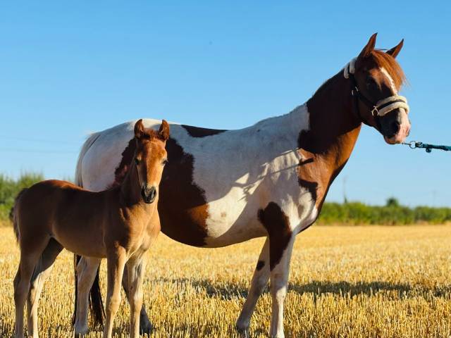 Yegua de ganadería Origine Constatée En venta 2019 Pío