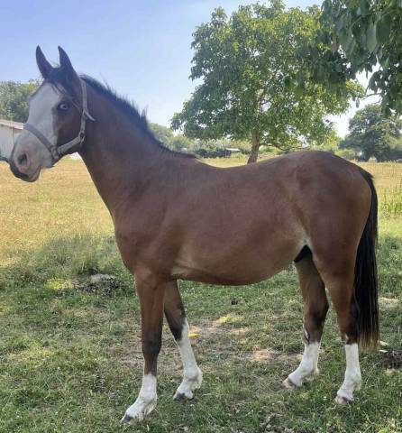 Caballo entero PFS Poni Françés de Silla En venta 2023 Bayo por GREATSTAR EMBET TILIA