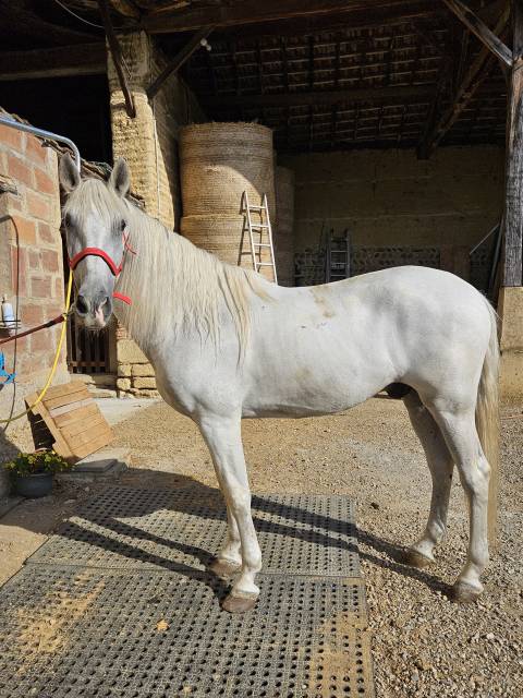 Caballo castrado PRE Pura Raza Española En venta 2011 Tordo por QUIEBRO 2 Pura Raza Espanola