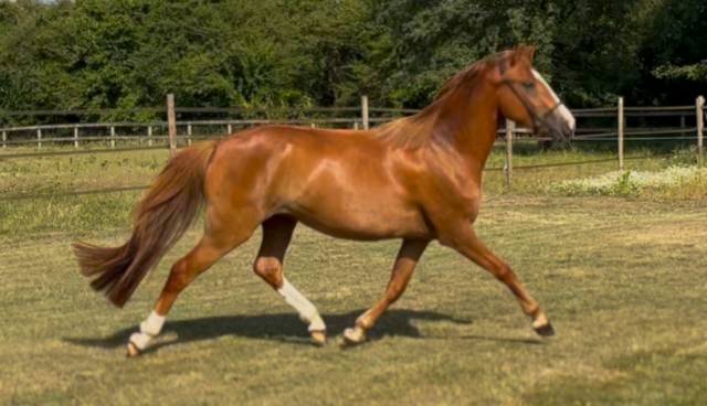 Yegua de ganadería PFS Poni Françés de Silla En venta 2022 Alazán por Follow me fast