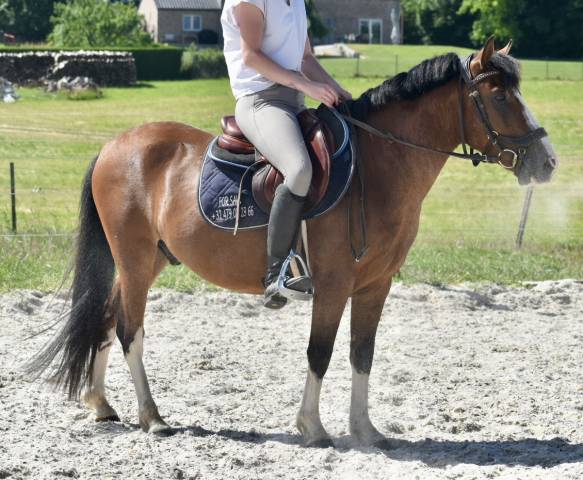 Caballo castrado Origine Constatée En venta 2019 Bayo