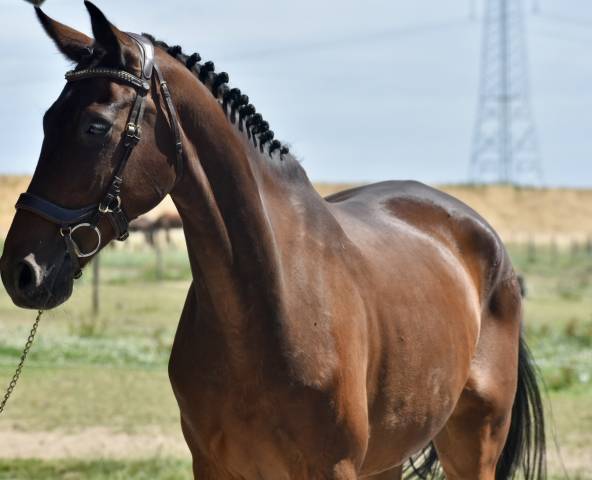 Caballo castrado Caballo de Deporte Alemán En venta 2016 Bayo moreno