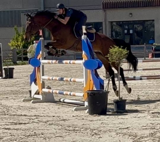 Caballo castrado sBs Caballo de Deporte Belga En venta 2019 Bayo moreno