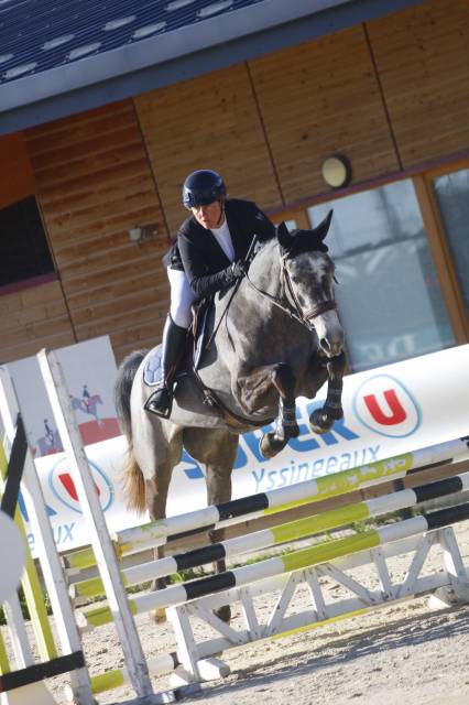 Yegua KWPN Caballo de Deporte Neerlandés En venta 2021 Tordo por JAZZ