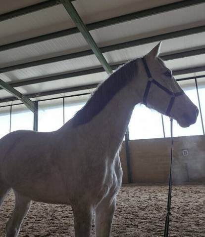 Caballo para salto en venta