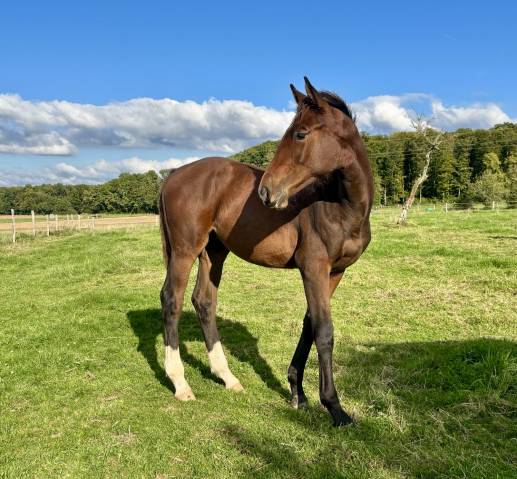Potro Silla Francés En venta 2025 Bayo por Dollar du Rouet