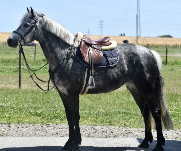 Yegua Origen No Constatado En venta 2019 Tordo