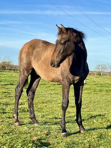 Potro Origine Constatée En venta 2025 Bayo moreno por TOEMME DE REGOR Z