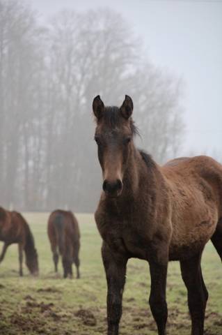 Potro Origine Constat&eacute;e En venta 2025 Bayo moreno por TOEMME DE REGOR Z