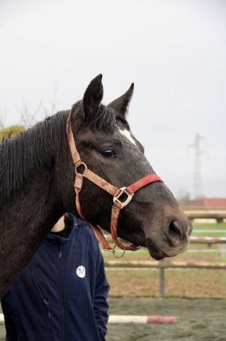 Yegua Silla Franc&eacute;s En venta 2024 Tordo por HOTSHOT CDL