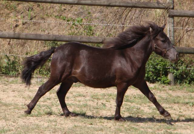 Potro Shetland En venta 2024 Negro por ICARE DE CABUE