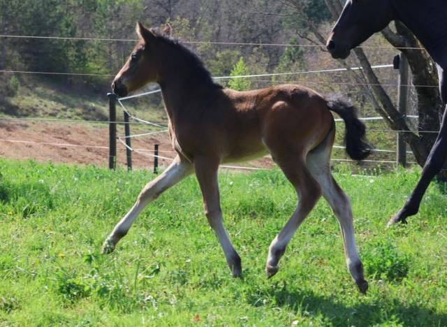 Potranca PFS Poni Françés de Silla En venta 2025 Bayo