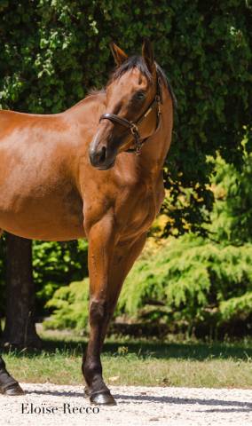 Caballo castrado Pura Sangre Inglés En venta 2022 Bayo
