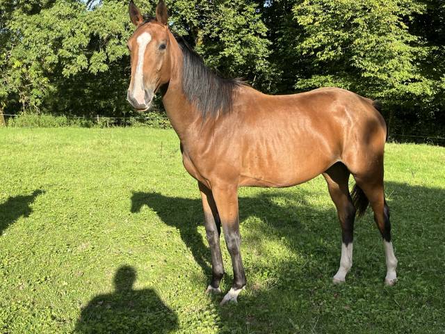Yegua Silla Francés En venta 2023 Bayo por QLASSIC BOIS MARGOT