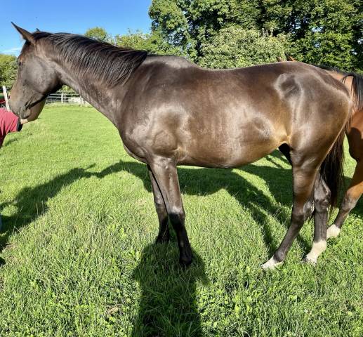 Yegua Silla Francés En venta 2023 Bayo moreno por El barone 111 Z