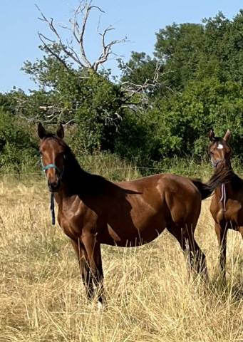 Potranca Silla Francés En venta 2024 Bayo por papillon de l odyssee