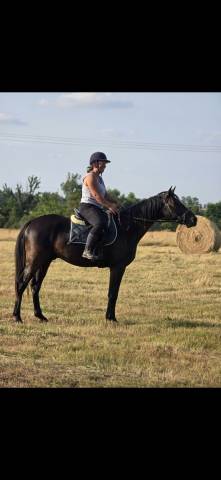Caballo castrado Trotón Francés En venta 2021 Negro