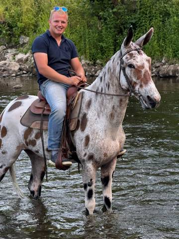Caballo castrado Origen No Constatado En venta 2018 Appaloosa