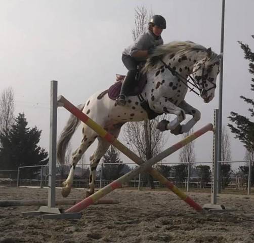 Caballo castrado Knabstrup En venta 2015 Appaloosa