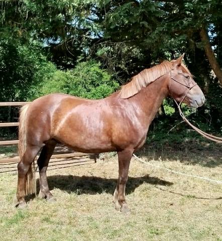 Caballo castrado Connemara En venta 2021 Alazán tostado por TITUS DE LIAF
