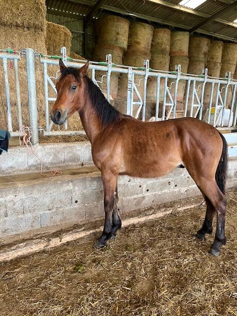 Caballo castrado Connemara En venta 2024 Bayo por FORTUNA DE L'OUBLAN