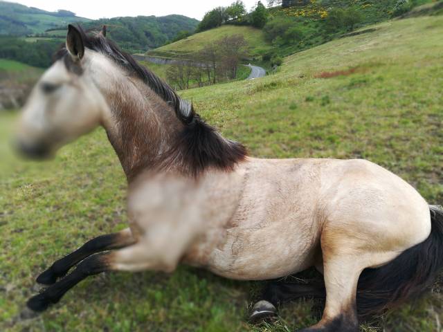 Yegua Lusitano En venta 2016 Isabelo por TENOR DE LA COMBE
