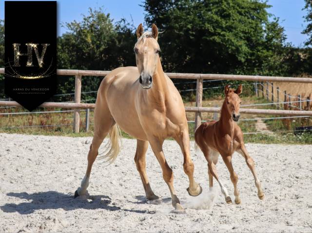 Potranca KWPN Caballo de Deporte Neerlandés En venta 2025 Alazán tostado por VITALIS