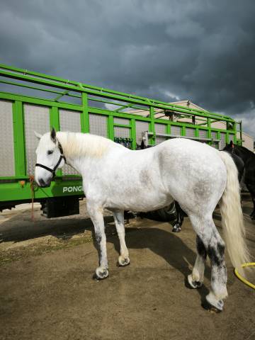 Yegua Percheron En venta 2019 Blanco