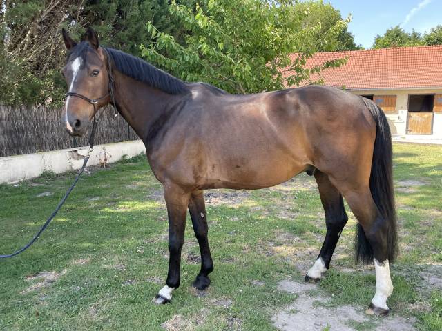 Caballo castrado Silla Francés En venta 2018 Bayo moreno por CASALL