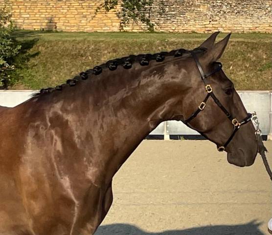 Yegua Lusitano En venta 2020 Negro por Fuego FG