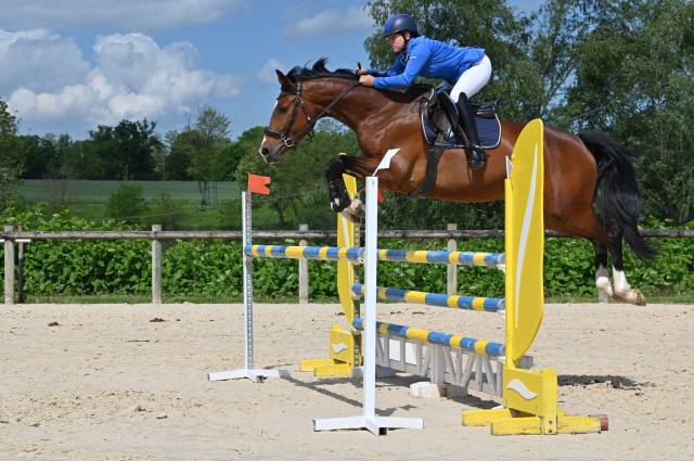 Yegua KWPN Caballo de Deporte Neerlandés En venta 2018 Bayo por Lyjanero