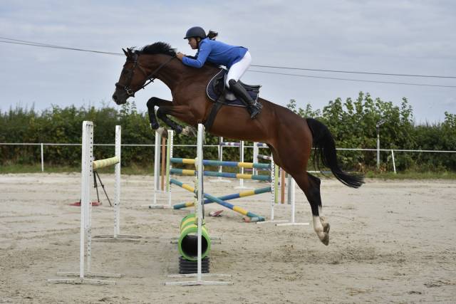 Yegua KWPN Caballo de Deporte Neerlandés En venta 2018 Bayo por Lyjanero
