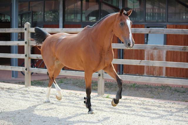 Yegua BWP Caballo de Sangre Belga En venta 2021 Bayo por Hardrock Z